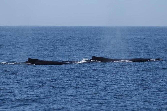 4 Hours of Humpback Whale Watching in Tahiti - Rough seas and uncertain sightings