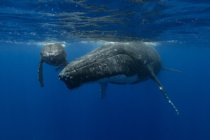 4 Hours of Humpback Whale Watching in Tahiti - What you can see from the boat
