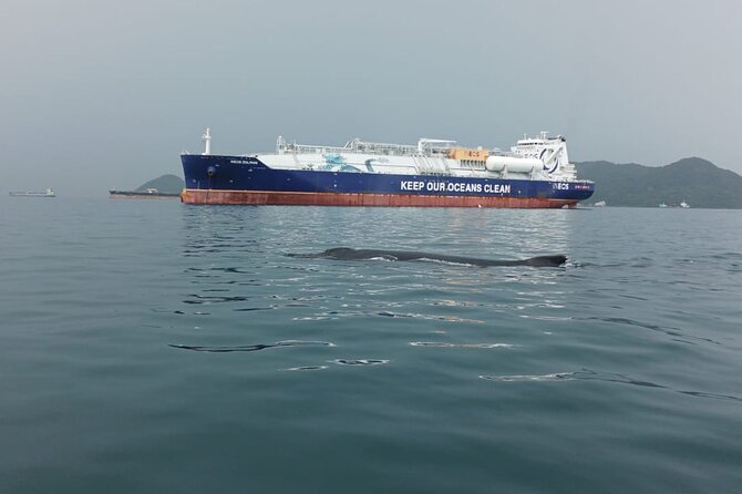 5 hours Whale Watching Experience from Panama City - Why This Five-Hour Trip Works From Panama City