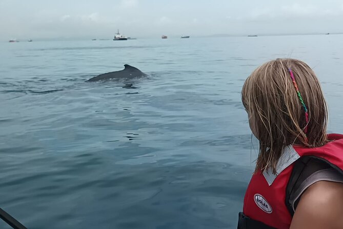 5 hours Whale Watching Experience from Panama City - The Morning Pickup and Ride to the Water