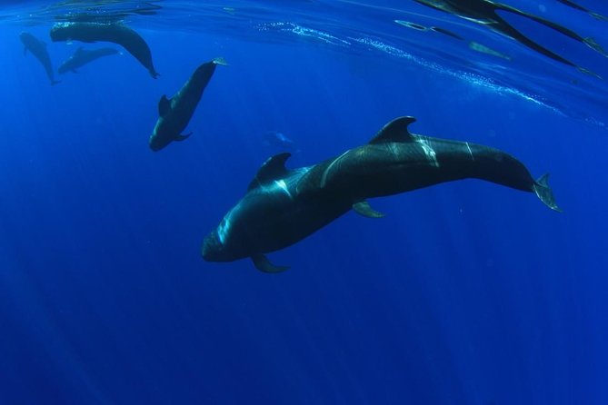 5 hr watching and listening whales and dolps. Visit Los Gigantes - The Tenerife details that matter most