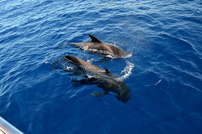 5 hr watching and listening whales and dolps. Visit Los Gigantes - A swim and snorkeling stop at Masca Bay