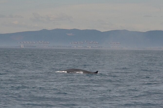8-Hour Whale Watching in Barcelona - Key points before you book
