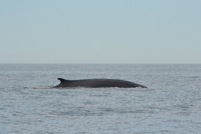 8-Hour Whale Watching in Barcelona - Setting out from Port Olímpic at 9:00 a.m.