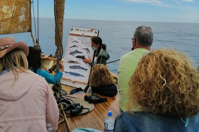 8-Hour Whale Watching in Barcelona - What you might see from the boat