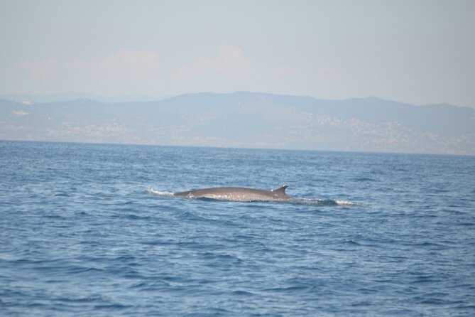 8-Hour Whale Watching in Barcelona - Why the small group changes the experience