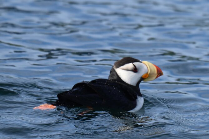 8hr Kenai Fjords Whale Watching Tour w/ 1hr Fishing 16 Passengers - Why the crew matters on a full day