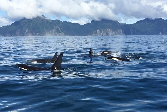 8hr Kenai Fjords Whale Watching Tour w/ 1hr Fishing 16 Passengers - What $459 buys you