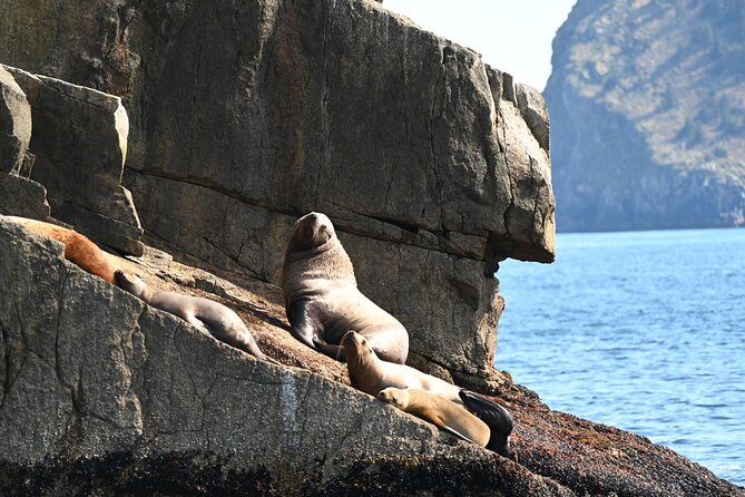 8hr Kenai Fjords Whale Watching Tour w/ 1hr Fishing 16 Passengers - Food, water, and what to bring
