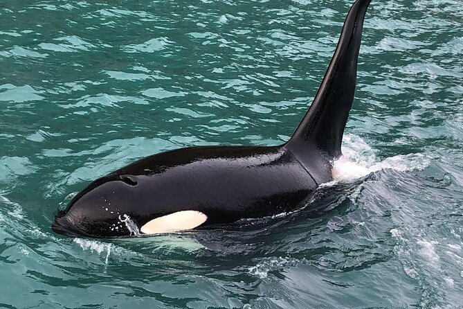 8hr Kenai Fjords Whale Watching Tour w/ 1hr Fishing 16 Passengers - Whale watching over an eight-hour outing