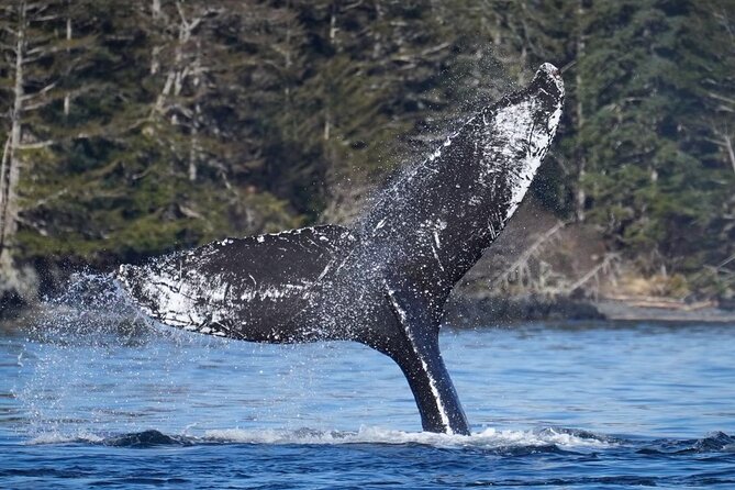 A Comfortable Sitka Whale Watching Wildlife Shore Excursion - Timing, weather, and the wildlife gamble