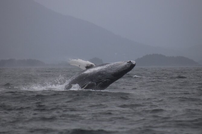 A Comfortable Sitka Whale Watching Wildlife Shore Excursion - Who will enjoy this experience most?