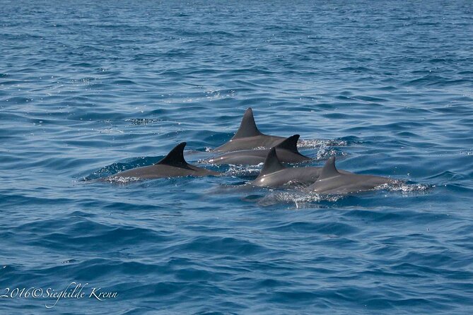 AAA Noosa National Park Tour and Dolphin Safari Whalesongsnoosa - A small boat, a small group, and access needs