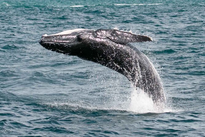 AAA NOOSA Whale watching experience in Noosa Whalesongsnoosa - Key points before you book