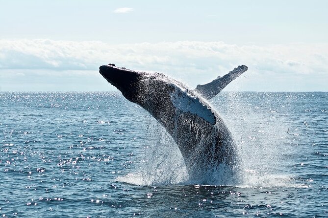 AAA NOOSA Whale watching experience in Noosa Whalesongsnoosa - What the Whalesongs Noosa trip is really about