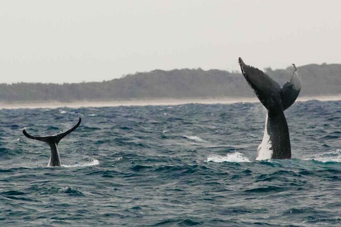 AAA NOOSA Whale watching experience in Noosa Whalesongsnoosa - Noosa Heads and Sunshine Beach by boat