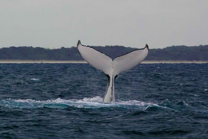 AAA NOOSA Whale watching experience in Noosa Whalesongsnoosa - The hydrophone makes the trip different