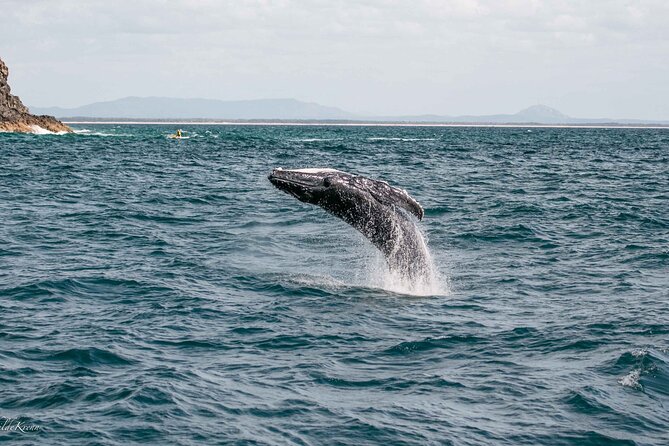 AAA NOOSA Whale watching experience in Noosa Whalesongsnoosa - What you might see, and what you might not
