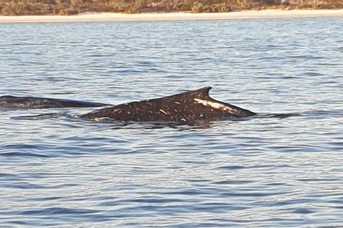 AAA NOOSA Whale watching experience in Noosa Whalesongsnoosa - Guides, group size, and the feel onboard