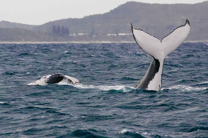AAA NOOSA Whale watching experience in Noosa Whalesongsnoosa - Is $82.48 good value?