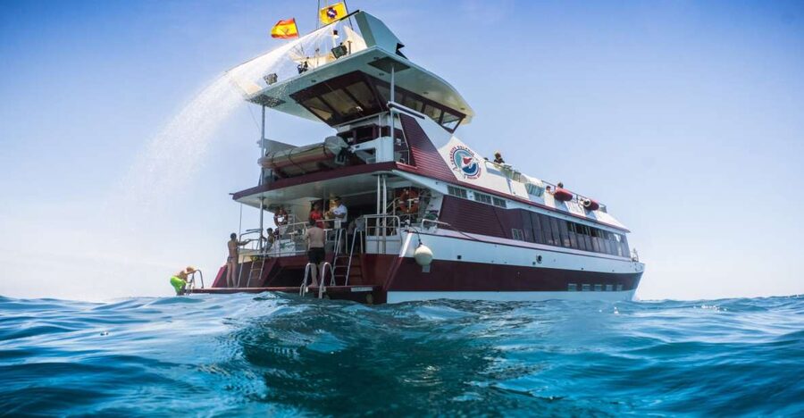 Adeje: Whale and Dolphin Watching Cruise with Lunch and Swim - Five things worth knowing before you book