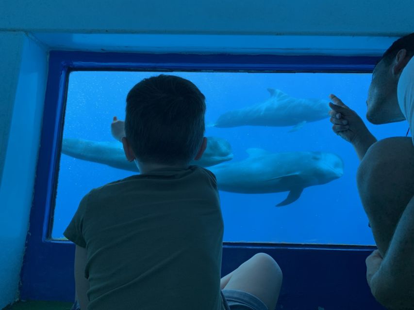 Adeje: Whale and Dolphin Watching Cruise with Lunch and Swim - Choosing Diego Hernandez Bay or Masca and Los Gigantes