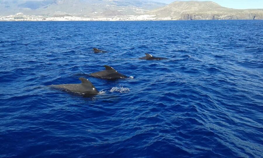 Adeje: Whale Watching, Lunch & Swim Stop at Los Gigantes - Sailing toward the cliffs of Los Gigantes