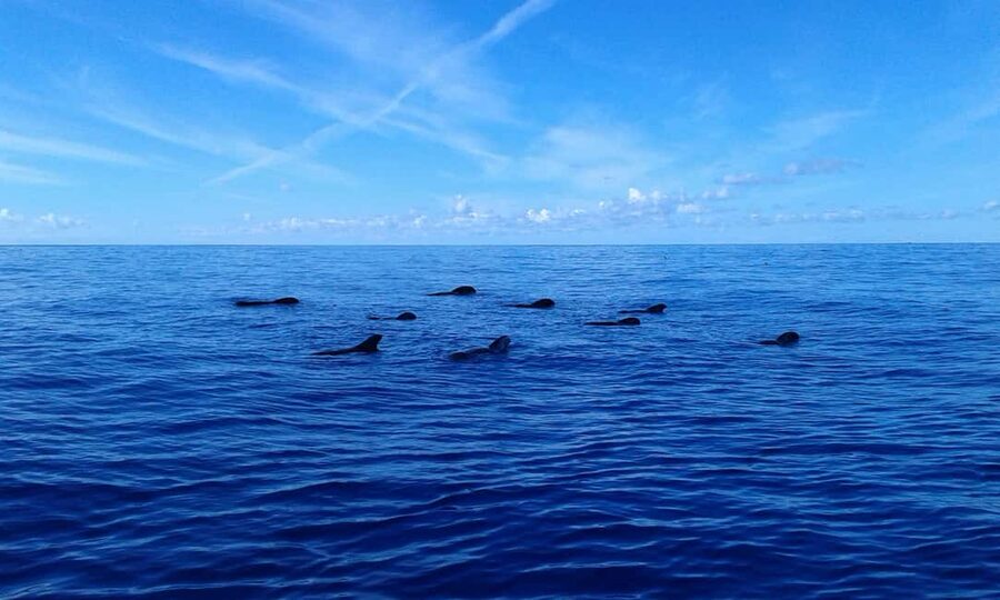 Adeje: Whale Watching, Lunch & Swim Stop at Los Gigantes - Lunch on the schooner