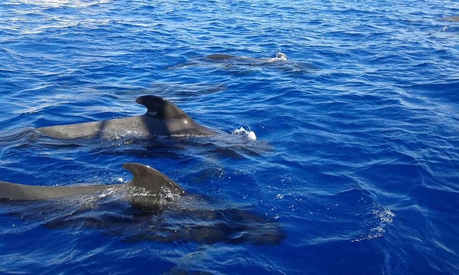 Adeje: Whale Watching, Lunch & Swim Stop at Los Gigantes - Watching pilot whales along Tenerife’s southwest coast