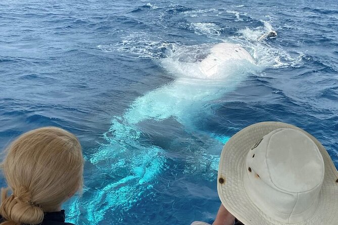 Adventure Whale Watching Tour Mooloolaba - Key points to know before you go