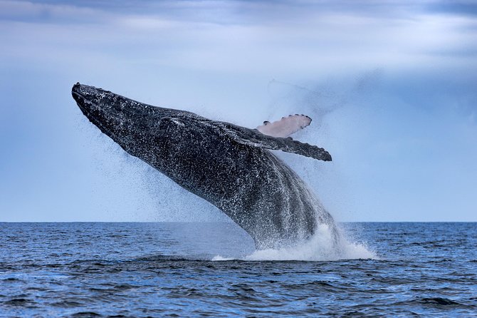 Adventure Whale Watching Tour Mooloolaba - The 90-minute search for humpback whales