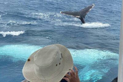 Adventure Whale Watching Tour Mooloolaba