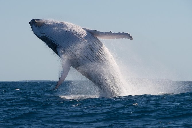 Adventure Whale Watching Tour Mooloolaba - What the included gear means on the water