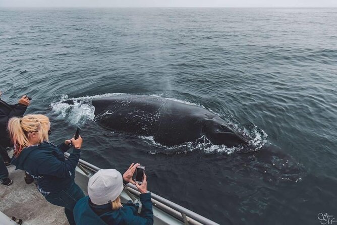 Afternoon Whale Watch - Key things to know before you go