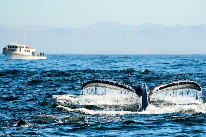 Afternoon Whale Watch - Why the smaller boat matters on Monterey Bay
