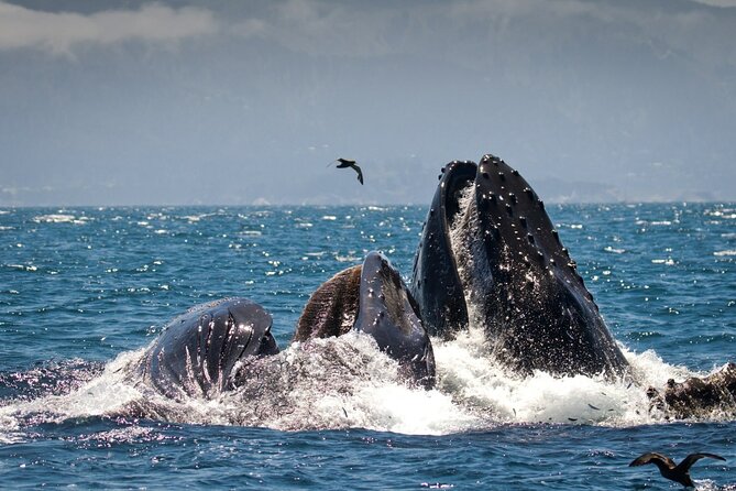 Afternoon Whale Watch - Dolphins, orcas, sea lions, and surprise sightings