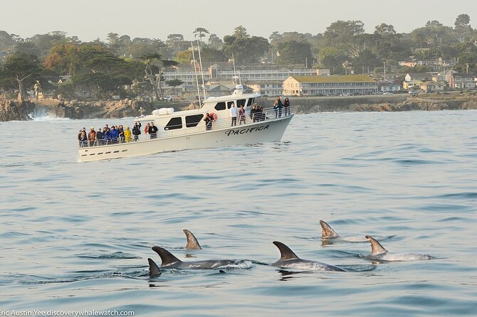 Afternoon Whale Watch - Is $75 a fair price?