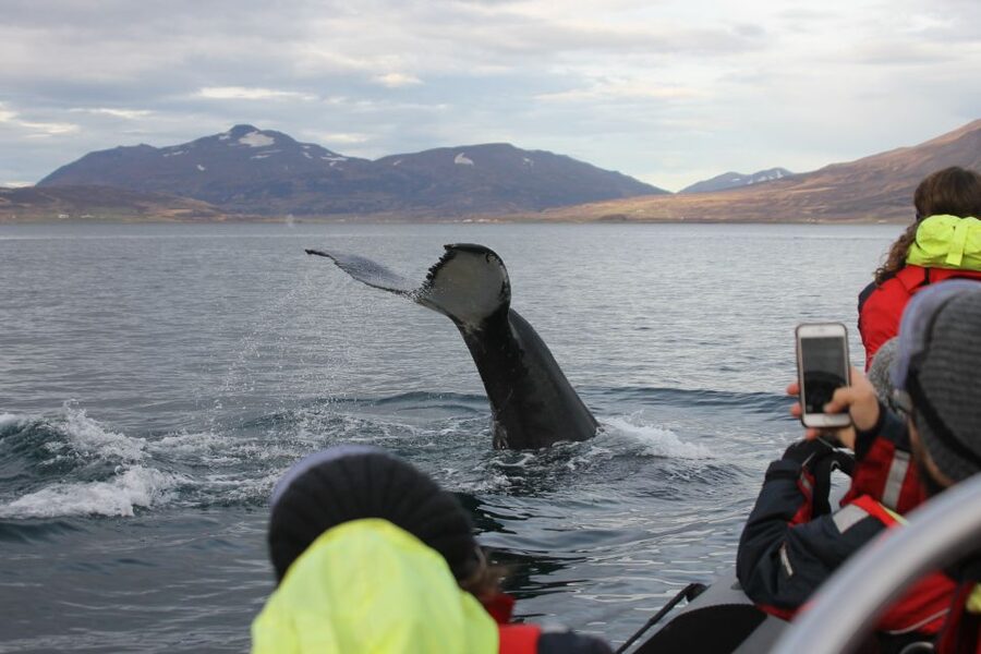 Akureyri: 2-Hour Whale Watching Express by RIB Speedboat - Key points to know before booking