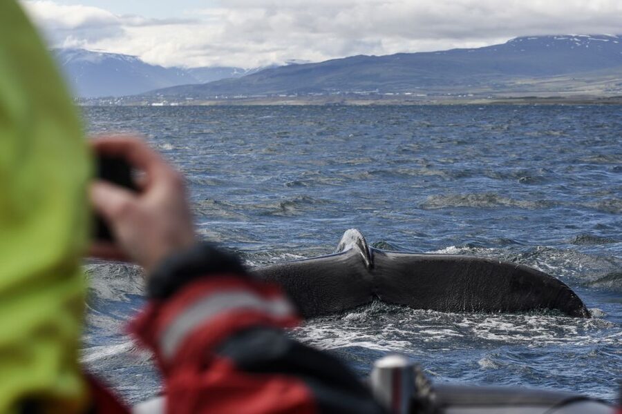 Akureyri: 2-Hour Whale Watching Express by RIB Speedboat - Leaving Akureyri from the floating pier