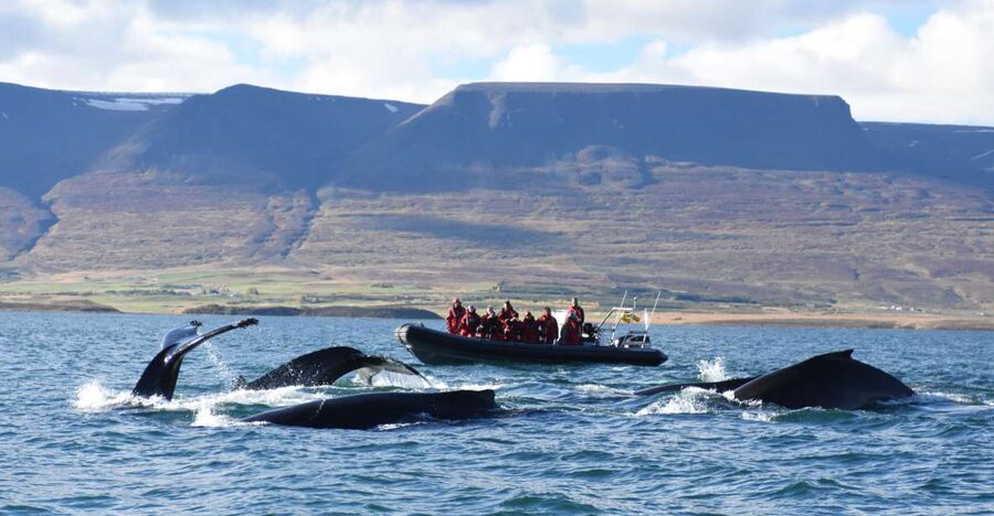 Akureyri: 2-Hour Whale Watching Express by RIB Speedboat - Searching Eyjafjord for humpback whales