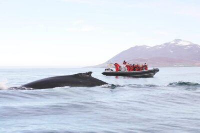 Akureyri: 2-Hour Whale Watching Express by RIB Speedboat