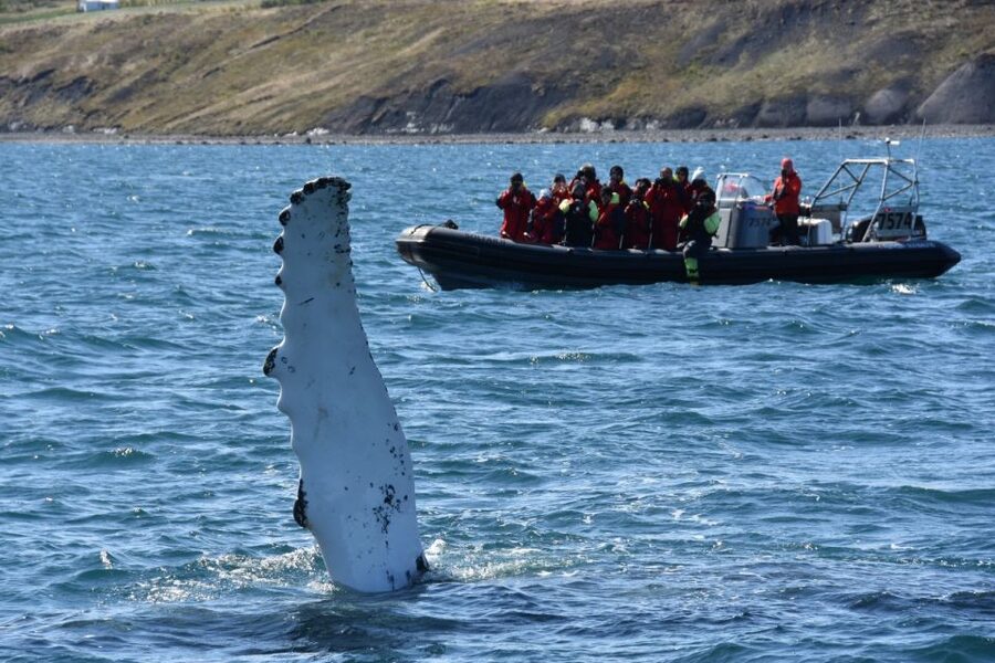 Akureyri: 2-Hour Whale Watching Express by RIB Speedboat - Humpbacks, minke whales, and the lucky surprises