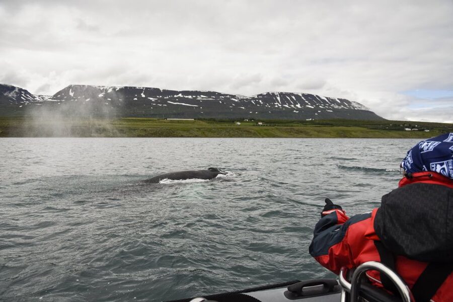 Akureyri: 2-Hour Whale Watching Express by RIB Speedboat - What makes the small group worth the price