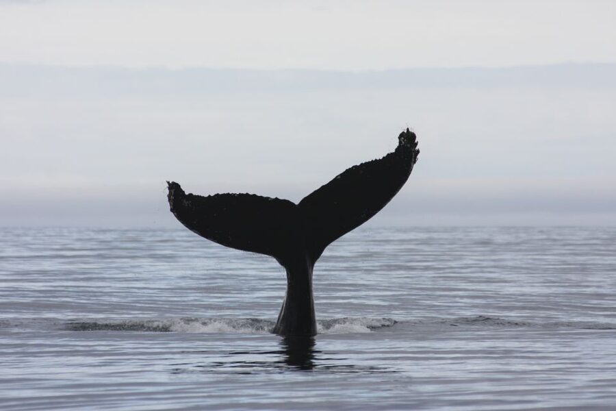 Akureyri: 2-Hour Whale Watching Express by RIB Speedboat - Who should book this Akureyri whale tour
