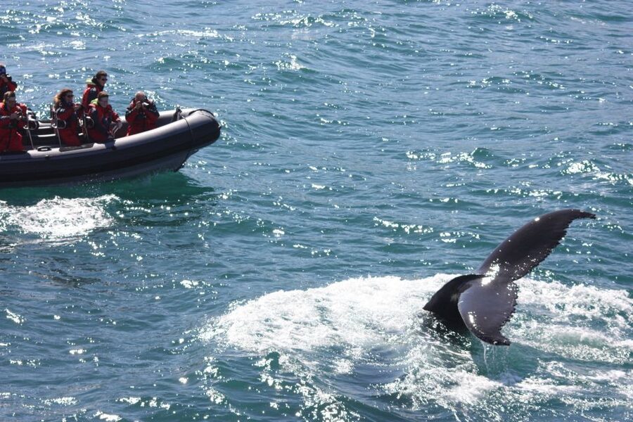 Akureyri: 2-Hour Whale Watching Express by RIB Speedboat - Practical advice for a smoother outing