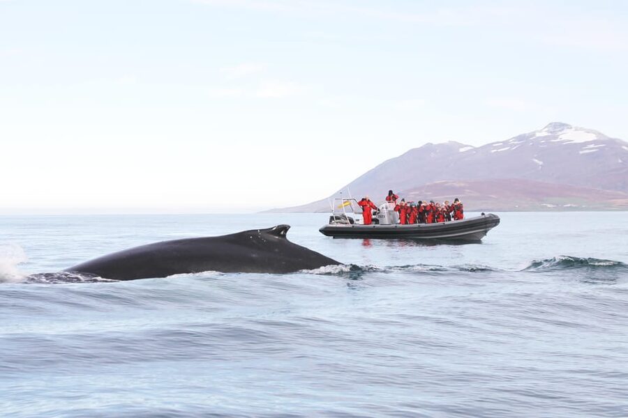 Akureyri: 2-Hour Whale Watching Express by RIB Speedboat - What the RIB ride actually feels like