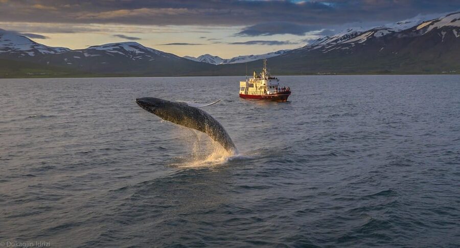 Akureyri: 3-Hour Classic Whale Watching Tour by Ship - Sailing out from Akureyri into Eyjafjord