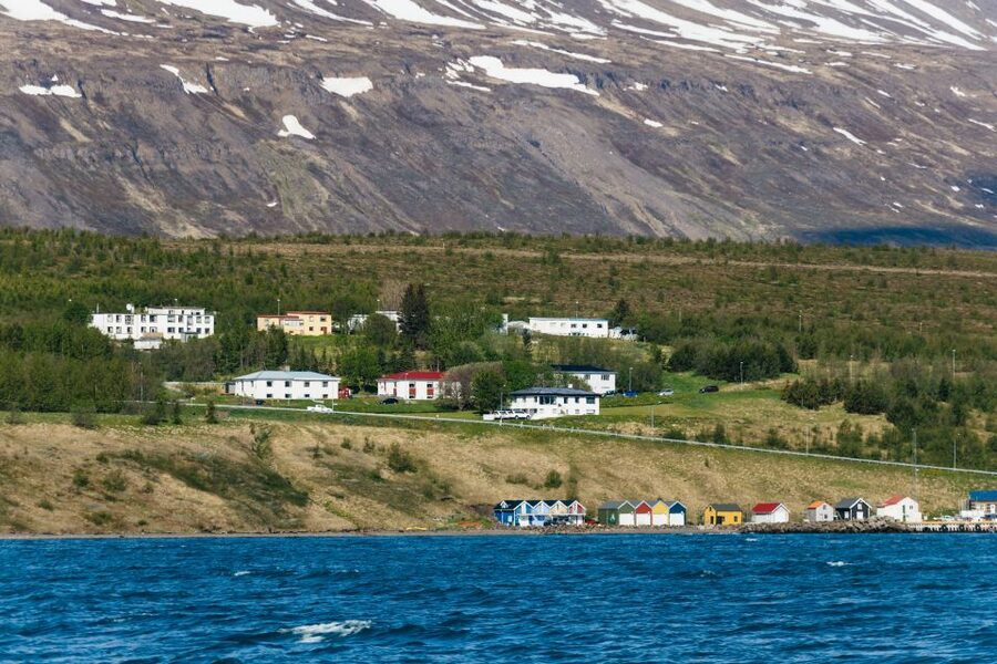 Akureyri: 3-Hour Classic Whale Watching Tour by Ship - What you might see besides humpbacks