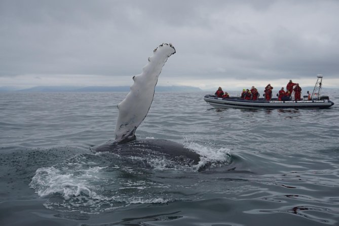 Akureyri Express Whale Watching by RIB boat - Meeting the boat in central Akureyri