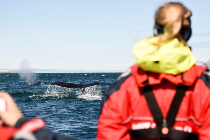 Akureyri Express Whale Watching by RIB boat - Pulling on the gear before departure